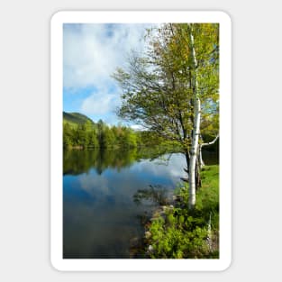 Spring Birch Woodard Reservoir, Vermont Sticker